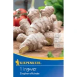 Ingwer - Zingiber officinalis