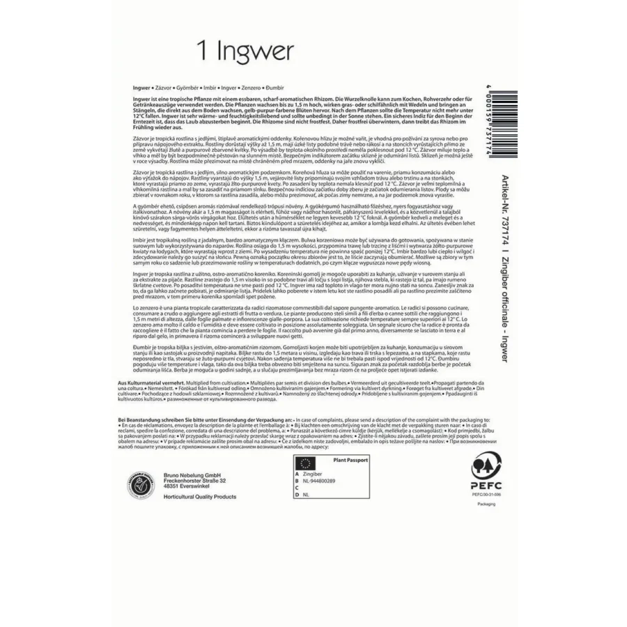 Kiepenkerl Ingwer Zingiber officinalis, frische Wurzelknolle 250g, perfekt für gesunde Tees und aromatische Gerichte.