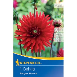 Kaktus-Dahlie Bergers Record