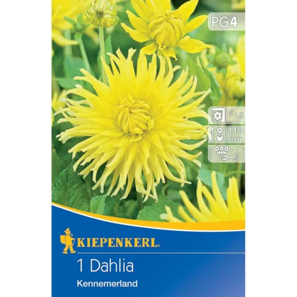 Kiepenkerl Kaktus-Dahlie Kennemerland, leuchtend orange mit grünen Blättern, perfekt für einen blühenden Garten oder Balkon.