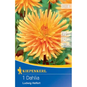 Kaktus-Dahlie Ludwig Helfert