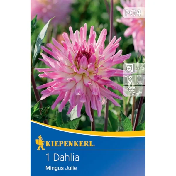 Kiepenkerl Kaktus-Dahlie Mingus Julie in lebhaftem Rot, ideal für bunte Gartenarrangements und langlebige Blütenpracht.