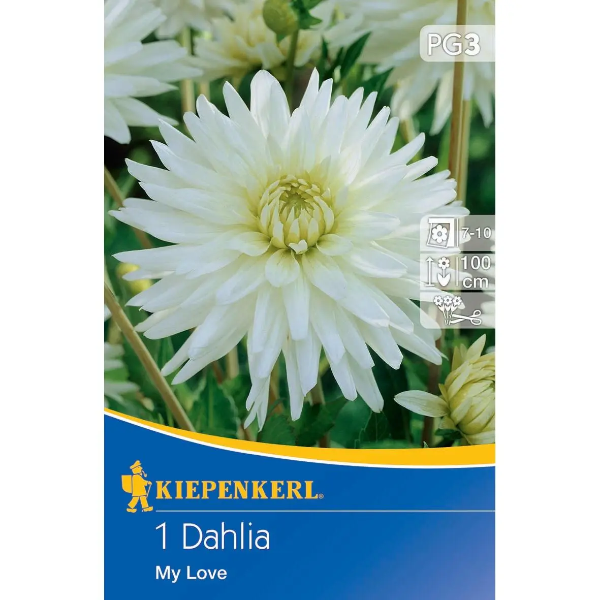 Kaktus-Dahlie My Love 1 Kiepenkerl Kaktus-Dahlie 'My Love', leuchtend rosa Blüten, ideal für lebendige Gärten, robust und pflegeleicht.