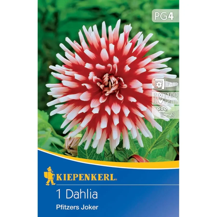 Kiepenkerl Kaktus-Dahlie Pfitzers Joker, leuchtend orange, ideal für auffällige Gartenarrangements, blüht von Juli bis Oktober.