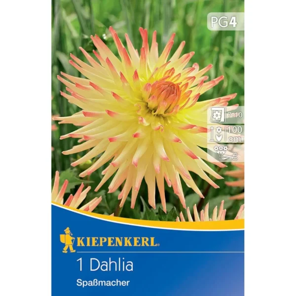 Kiepenkerl Kaktus-Dahlie Spassmacher, leuchtend orange, ideal für bunte Gartenarrangements, robust und pflegeleicht, Höhe ca. 70 cm.