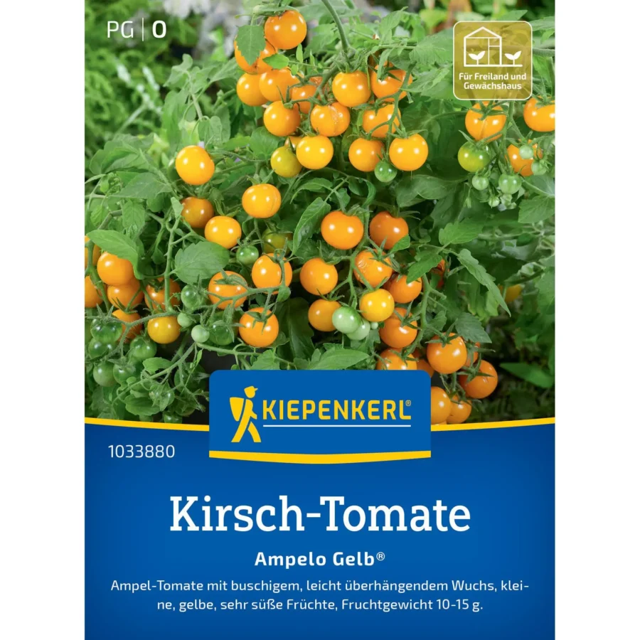 Kiepenkerl Kirsch-Tomate Ampelo Gelb® F1, ertragreiche, süße Cherry-Tomaten, ideal für Balkon- und Hochbeet-Garten.