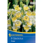 Kleinblumige Gladiole Buggy