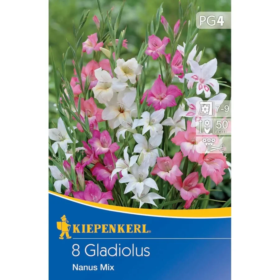 Kiepenkerl Kleinblumige Gladiole Mischung, farbenprächtige Zwiebelblumen, ideal für Beete und Balkone, blühend von Juli bis September.