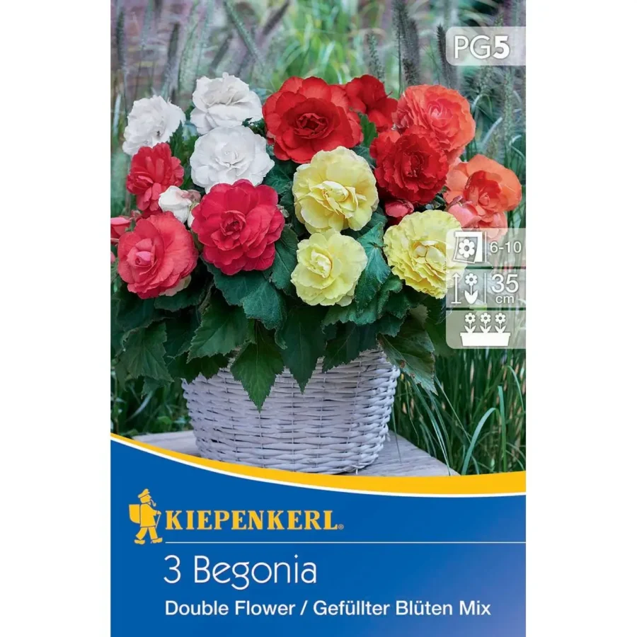 Kiepenkerl Knollenbegonie gefüllte Mischung, farbenfrohe Blütenpracht, ideal für Balkon & Garten, attraktive Sommerblüher, 7 Knollen.