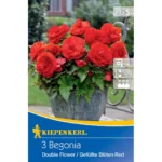 Knollenbegonie Rot