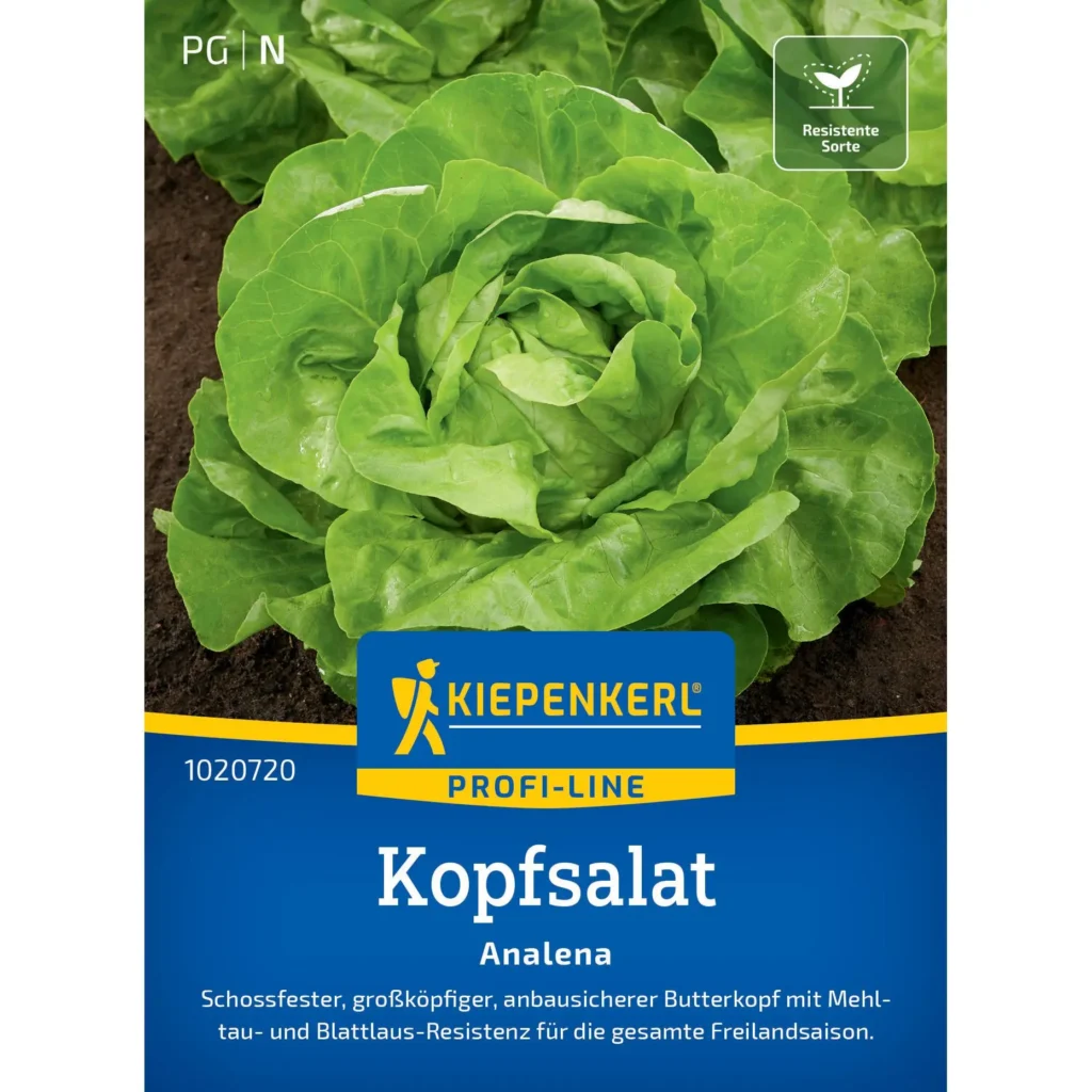 Kiepenkerl-Kopfsalat-Analena, knackig frischer Salat für den eigenen Garten, ideal für einfache Anbau und reichhaltige Ernte.