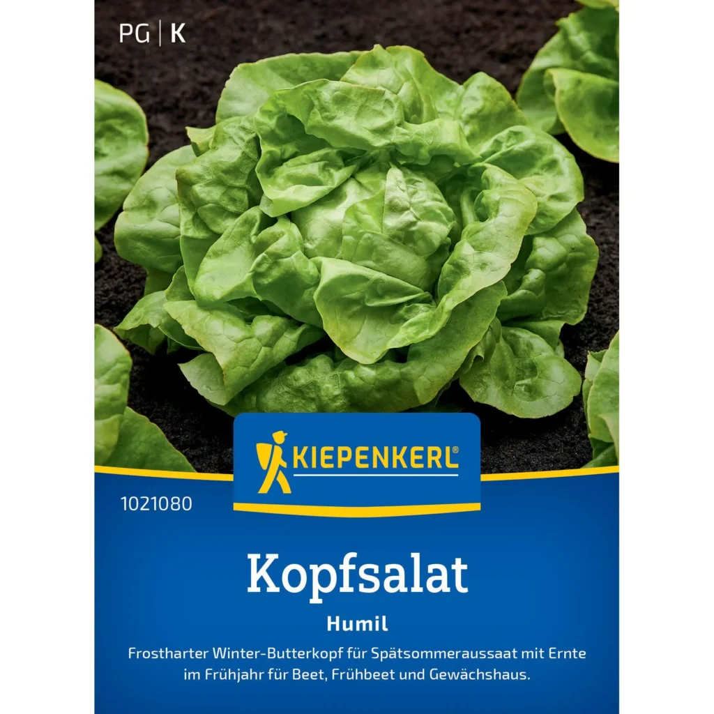 Kiepenkerl Kopfsalat Humil, robuster, leicht anzubauender Salat mit knackigen Blättern, ideal für frische Salate aus eigenem Garten.