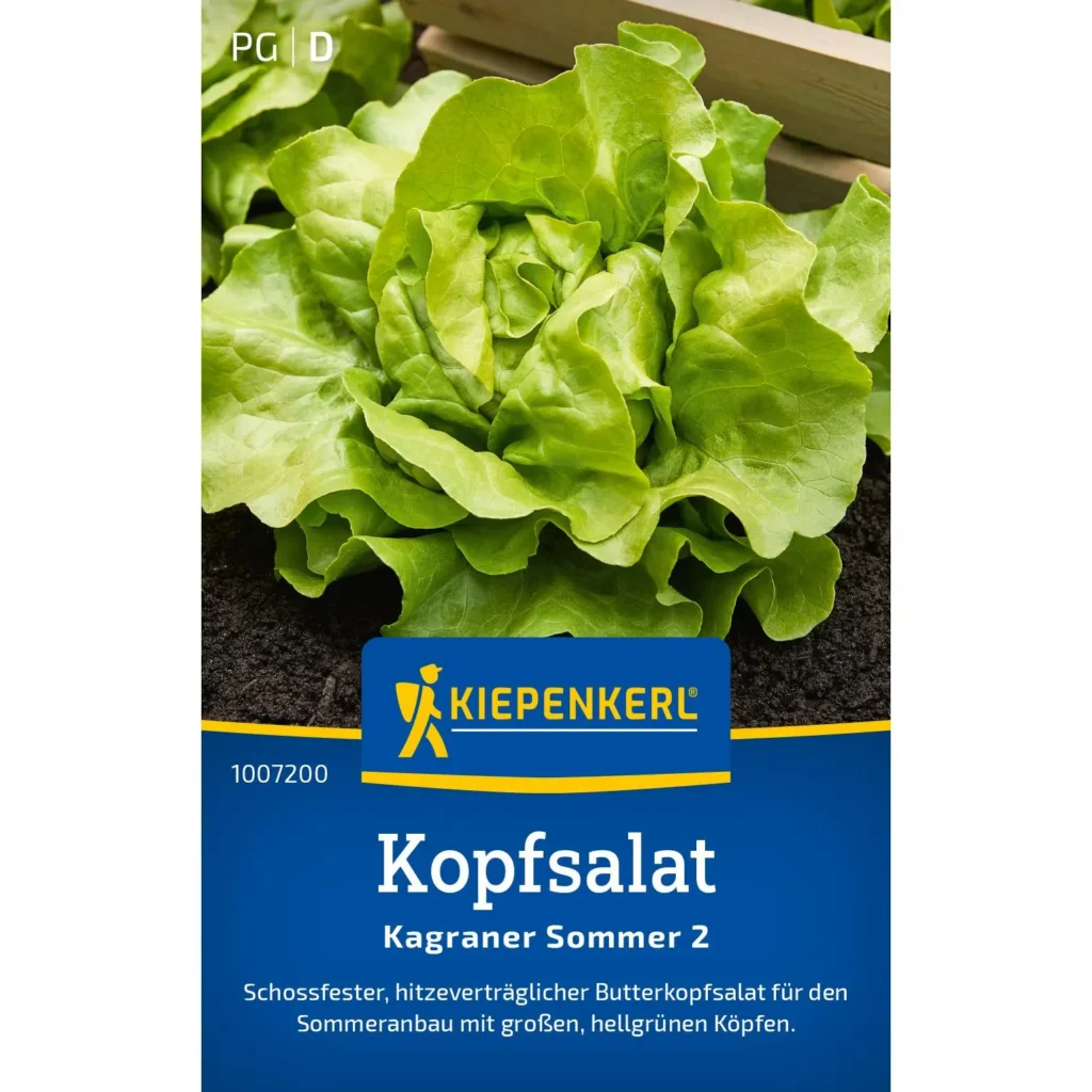 Kiepenkerl Kopfsalat Kagraner Sommer, knackige Blätter, perfekt für frische Salate, 100% biologisch und robust gegen Hitze.