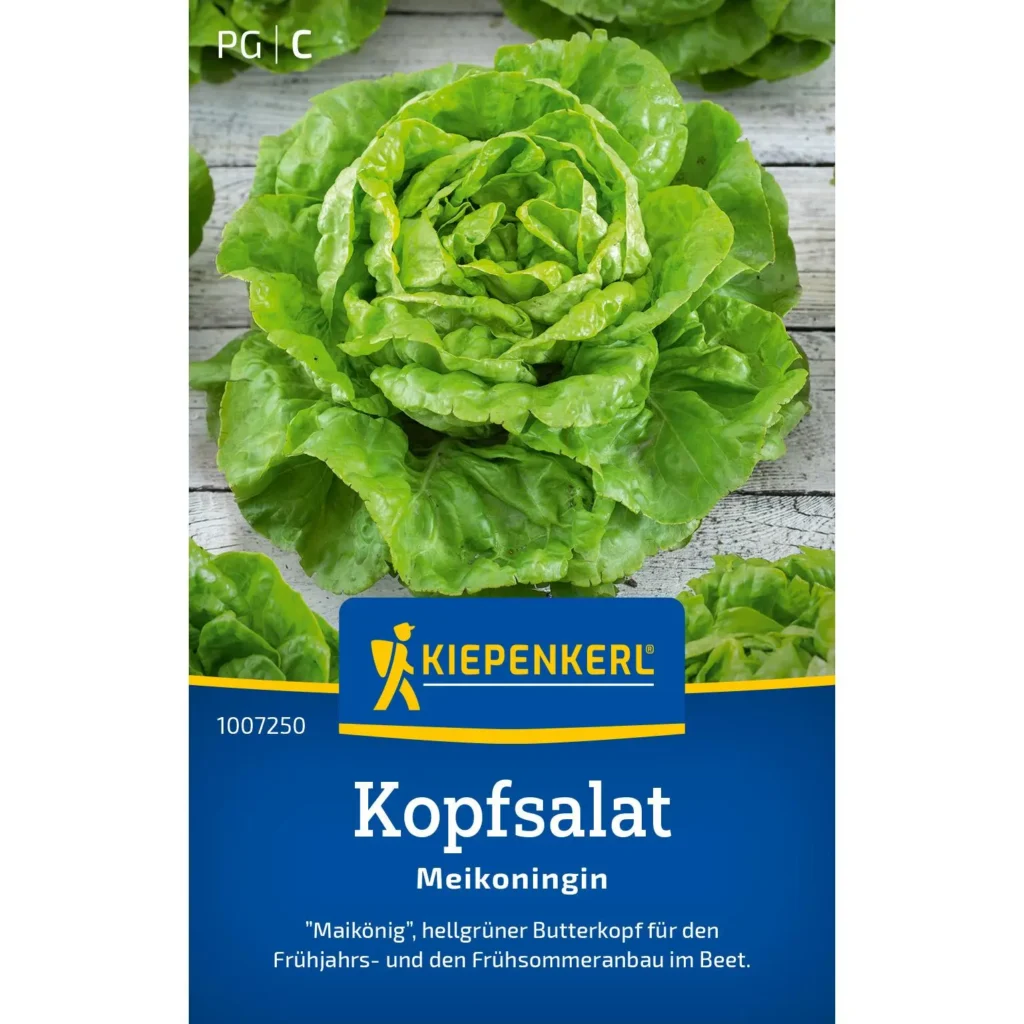 Kiepenkerl Kopfsalat Meikoningin, anspruchslos und ertragreich, ideal für frische Salate, robust, für Garten und Balkon.