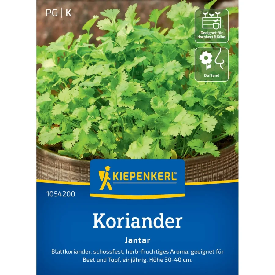 Kiepenkerl Koriander Jantar, aromatische Kräuter für frische Gerichte, 100 Samen, ideal für Balkon und Garten.