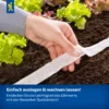Kiepenkerl Kräuter-Trio Petersilie Laura, Koriander Jantar und Dill Annette, Saatband, ideal für aromatische Küchenkräuter, einfach zu pflanzen.