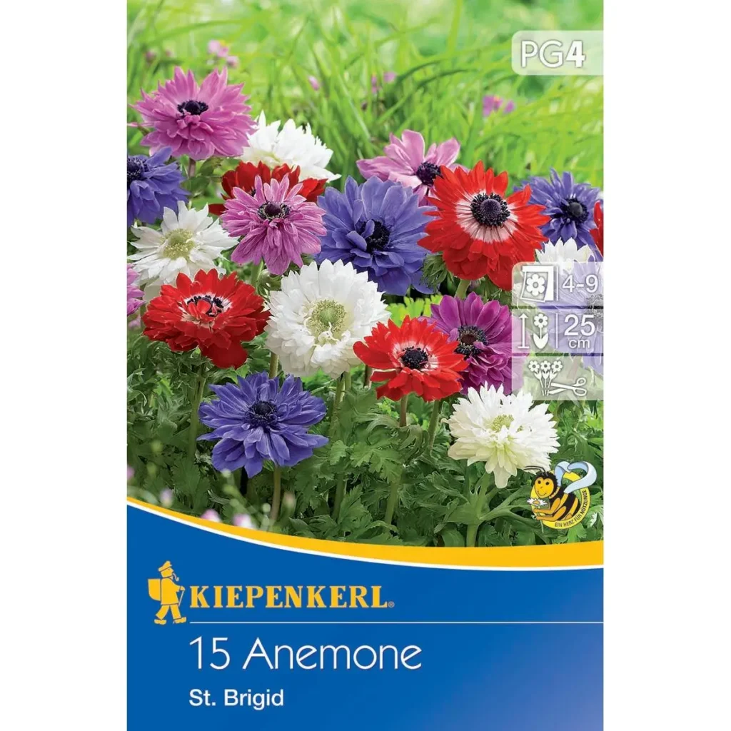 Kiepenkerl Kronenanemone St. Brigid Mischung, leuchtende Farben, ideal für Beete und Rabatten, robust und pflegeleicht.