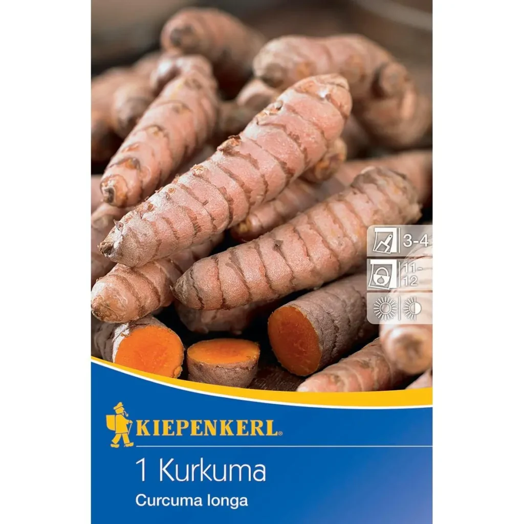 Kiepenkerl Kurkuma Curcuma longa, hochwertiger Bio-Superfood, ideal für gesundheitsbewusste Küche, 50 cm hoch, reich an Antioxidantien.