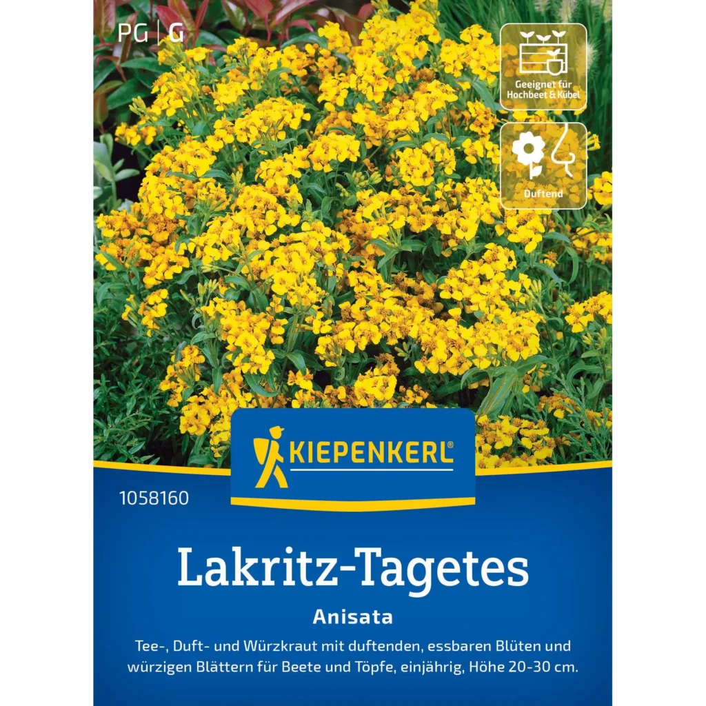 Kiepenkerl Lakritz-Tagetes-Anisata, leuchtende gelbe Blüten, ideal für Beete & Kübel, lockt Nützlinge an.