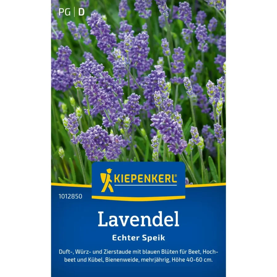 Echter Speik-Lavendel von Kiepenkerl, duftend, robust und perfekt für Aromagärten, 30 cm hoch, ideal für sonnige Standorte.