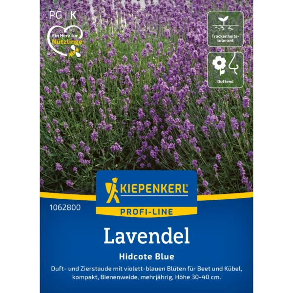 Kiepenkerl Lavendel Hidcote Blue, duftende Staude mit blauen Blüten, ideal für sonnige Gärten und als Bienenpflanze.