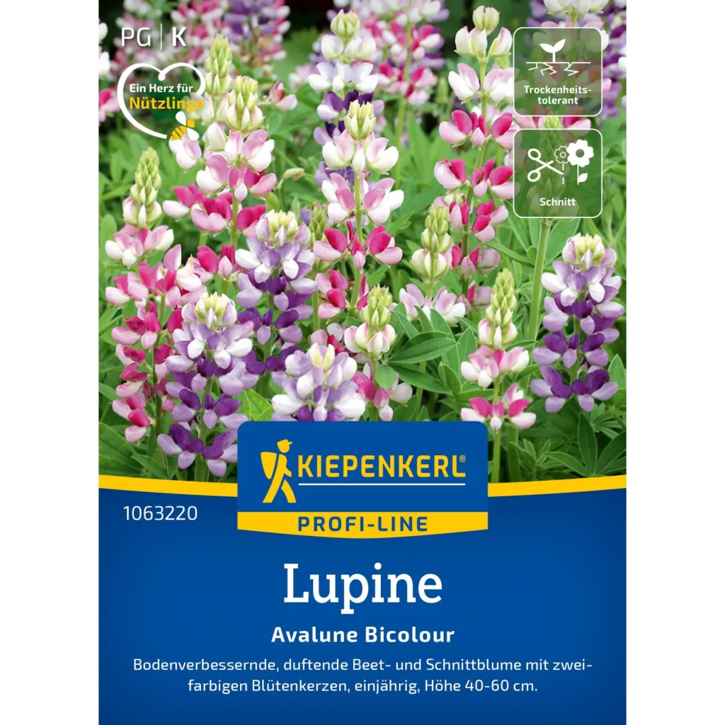 Kiepenkerl Lupine Avalune Bicolour, mehrfarbige Blütenpracht, ideal für bunte Gartenbeete, pflegeleicht und robust.