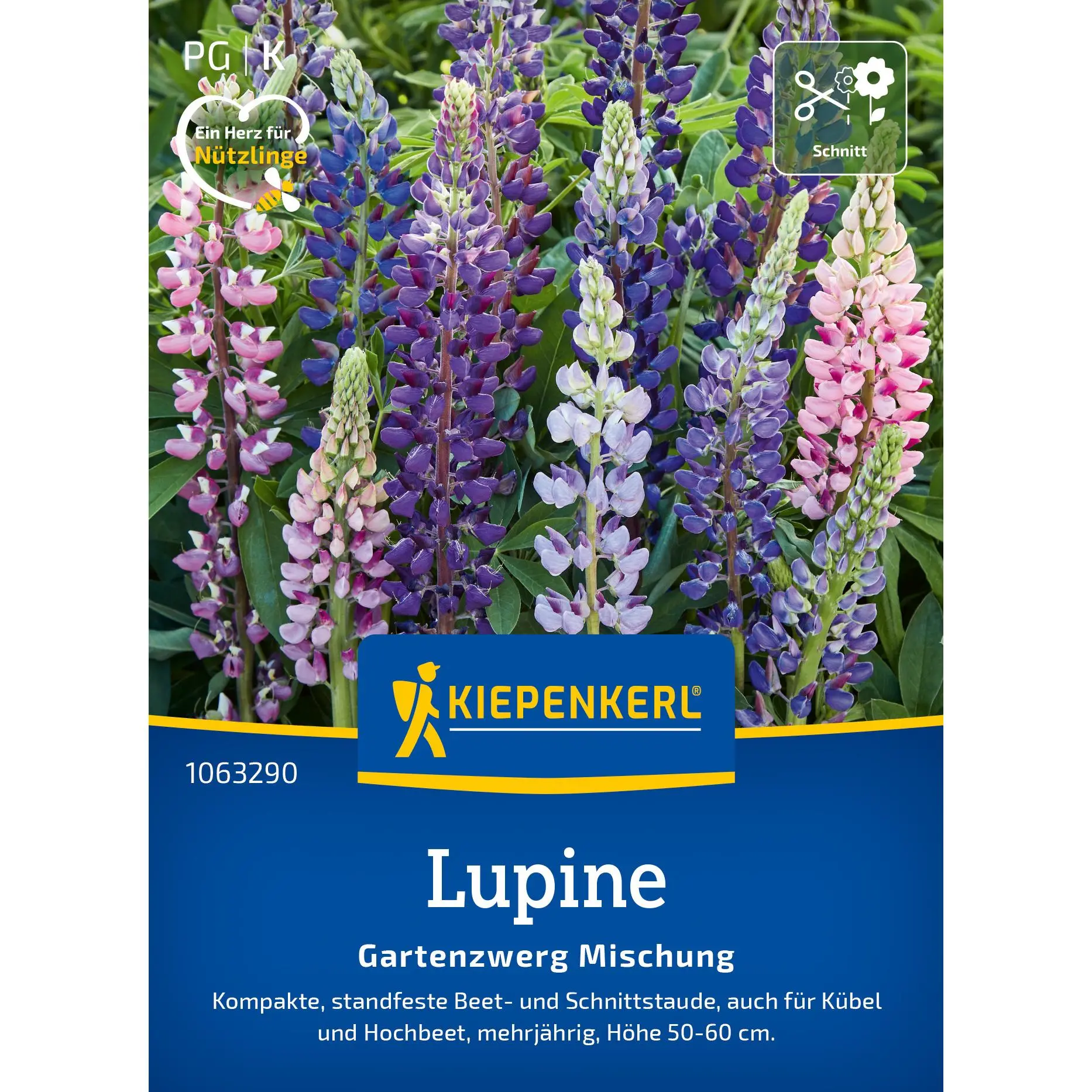 Lupinensamen Gartenzwerg Mischung 1 Kiepenkerl Lupine Gartenzwerg Mischung, farbenfrohe Blumen für lebendige Gärten, außergewöhnlich robust, ideal für Beete und Kübel.