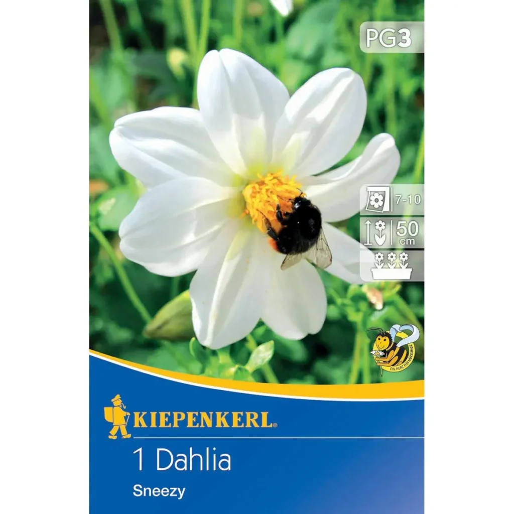 Kiepenkerl Mignon Dahlie Sneezy, leuchtend orange, ideal für bunte Gartenbeete, robust und pflegeleicht, Höhe ca. 40 cm.