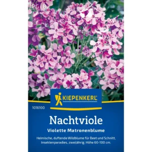 Nachtviolensamen Violette Matronenblume