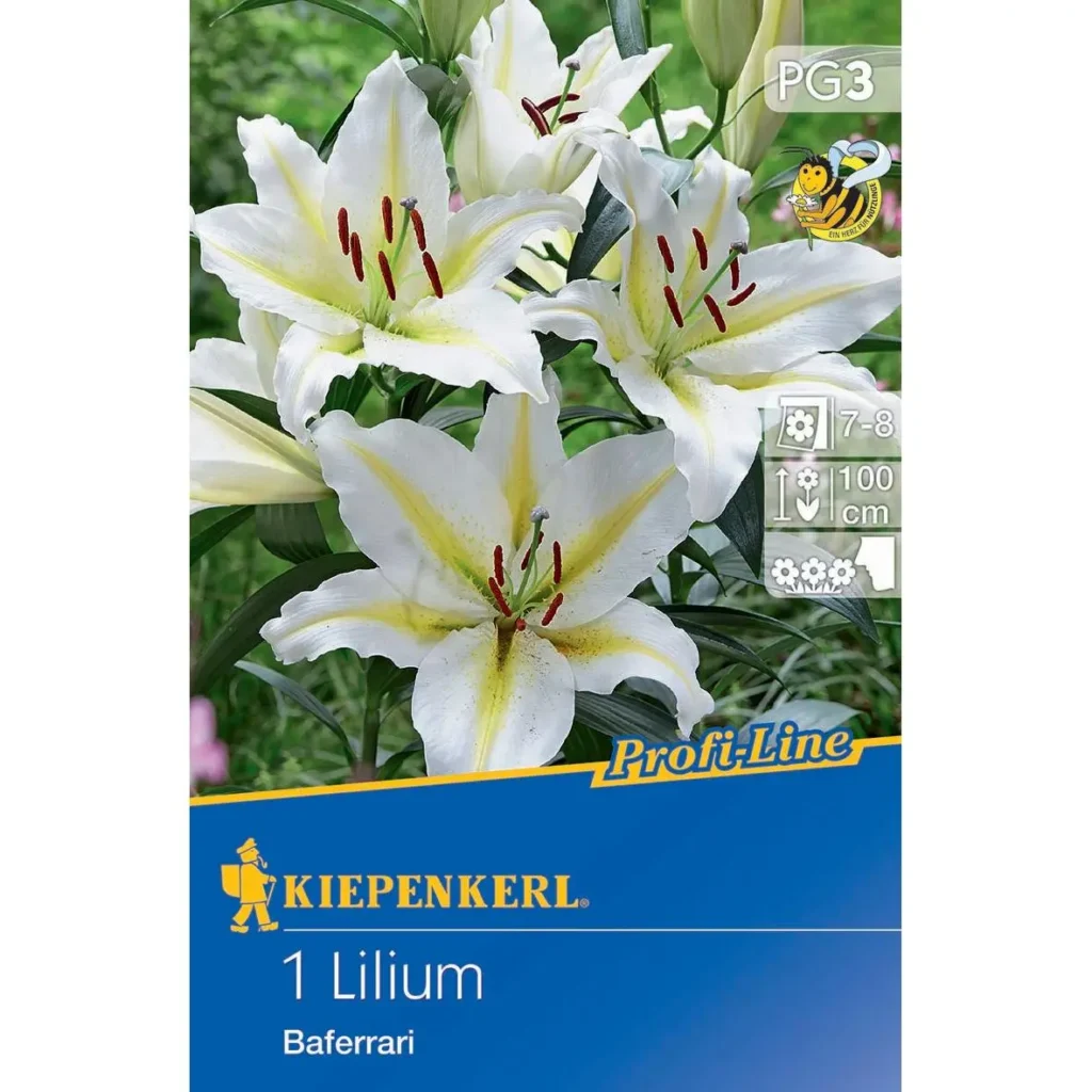 Orientalische Lilie Baferrari in kräftigem Rot, ideal für duftende Gartenarrangements, robust und pflegeleicht.
