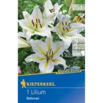 Oriental-Lilie Baferrari