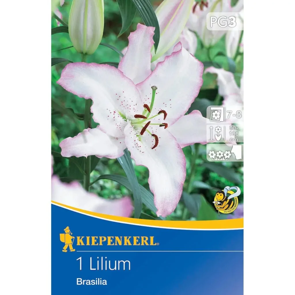 Kiepenkerl Oriental-Lilie Brasilia, leuchtend pink, duftende Blüten für Ihren Garten, ideal zur Verschönerung von Beeten und Kübelpflanzen.