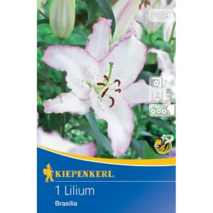 Oriental-Lilie Brasilia