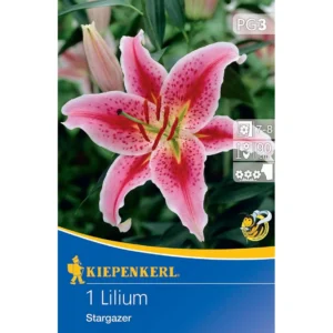 Oriental-Lilie Stargazer