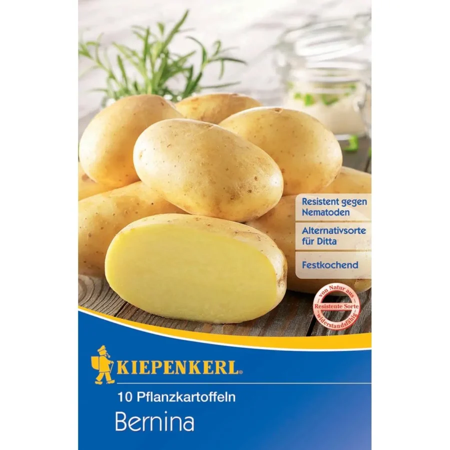 Kiepenkerl Pflanzkartoffel Bernina, 10 Stück, ertragreiche Sorte für aromatische, festkochende Kartoffeln – ideal für den eigenen Garten.