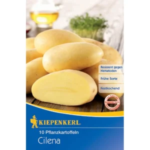Pflanzkartoffel Cilena, 10 Stück
