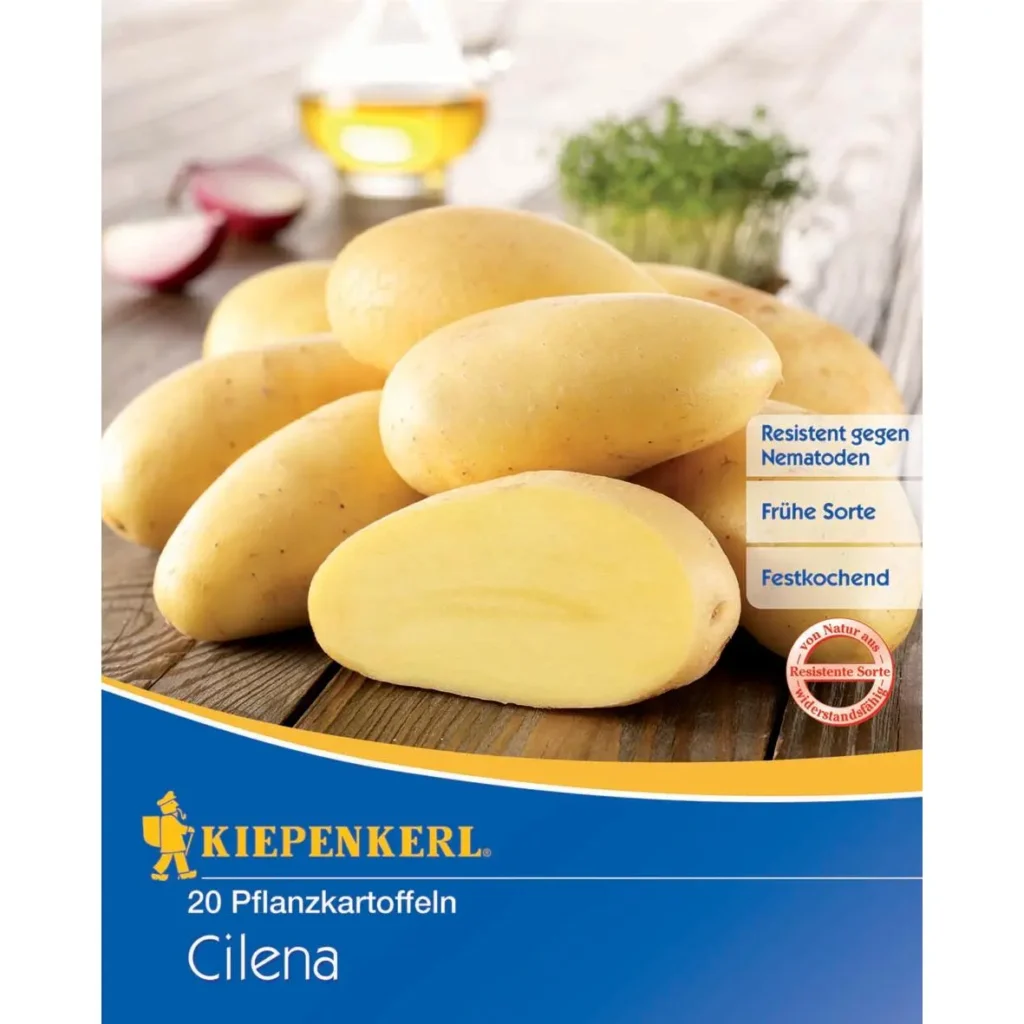 Kiepenkerl Pflanzkartoffel Cilena, 20 Stück, ideal für gesunde Ernten, widerstandsfähig und schmackhaft, perfekt für eigenen Garten.