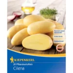 Pflanzkartoffel Cilena , 20 Stück