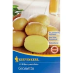 Pflanzkartoffel Glorietta, 10 Stück