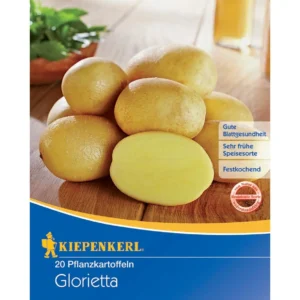 Pflanzkartoffel Glorietta, 20 Stück