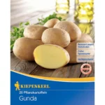 Pflanzkartoffel Gunda, 20 Stück