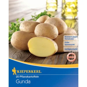 Pflanzkartoffel Gunda, 20 Stück