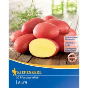 Pflanzkartoffel Laura, 20 Stück