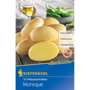 Pflanzkartoffel Monique, 10 Stück