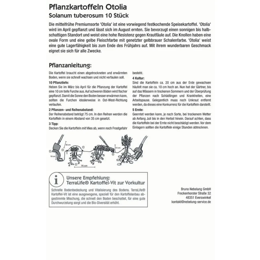 Kiepenkerl Pflanzkartoffel Otolia, 10 Stück, widerstandsfähig und ertragreich, ideal für frischen Anbau im eigenen Garten.