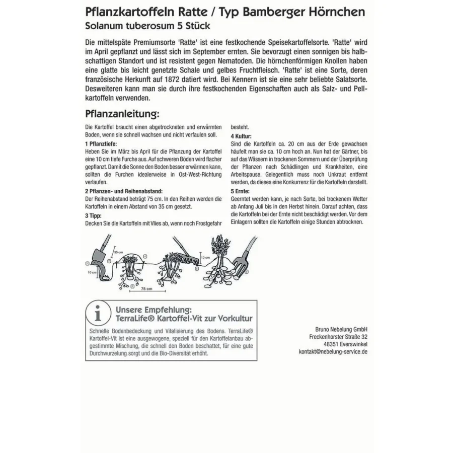Kiepenkerl Pflanzkartoffel Ratte, 5 Stück, vorzügliche Ernte für gesunde Kartoffeln, robust und ertragreich, ideal für Hausgarten.
