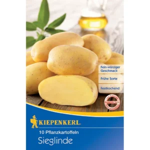 Pflanzkartoffel Sieglinde, 10 Stück