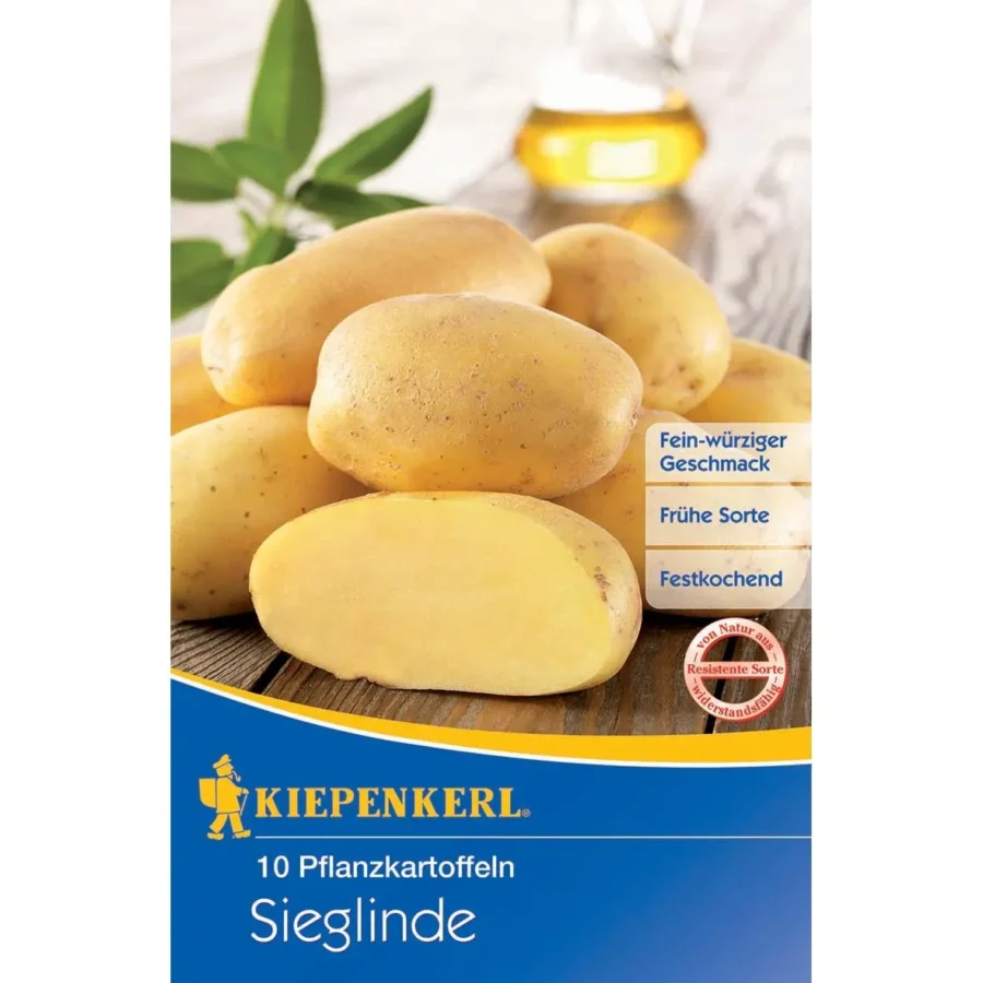 Kiepenkerl Pflanzkartoffel Sieglinde, 10 Stück, ideal für schnellen Ertrag und aromatische Kartoffelgerichte, robust und gesund.