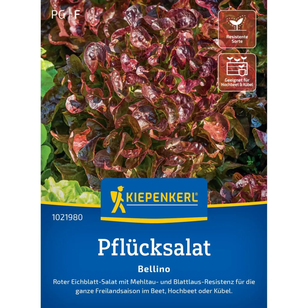 Kiepenkerl Pflücksalat Bellino, knackige Blätter, ideal für frische Salate, schnell wachsend und ertragreich, perfekt für den Balkon.