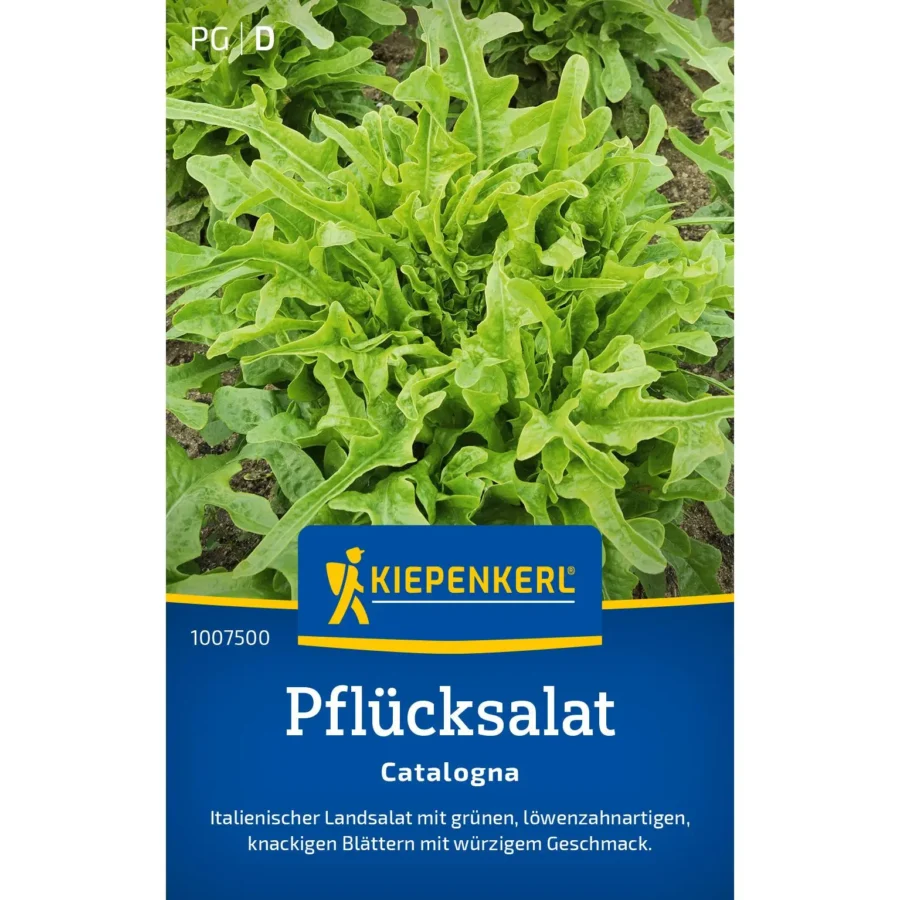 Kiepenkerl Pflücksalat Catalogna, vitaminreiche Schnittsalat-Sorte, robust und pflegeleicht, ideal für den Balkon oder Garten.